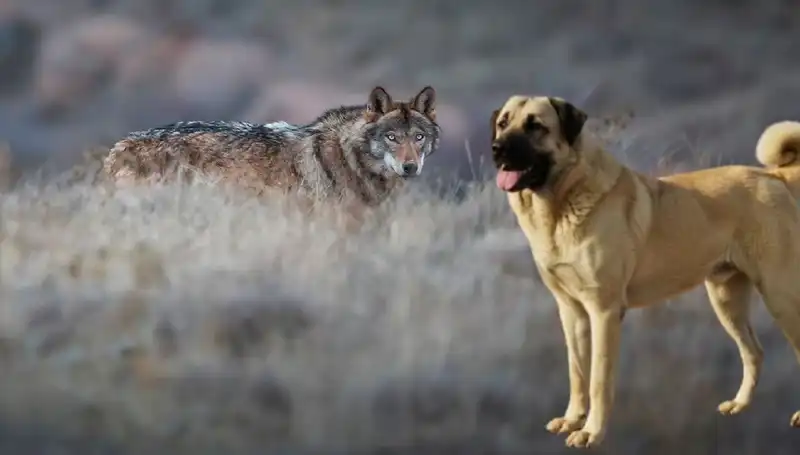 Kangal Köpeğine Olan Talep Kurt Popülasyonundaki Artışla Yükseliyor