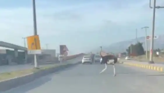 Trafikte Deve Kuşuna Rastlamak: Şaşkınlığın Ardındaki Hikaye
