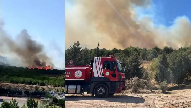 Gebze’deki Orman Yangını: Doğa ve Hayvanlar İçin Tehlike Alarmı