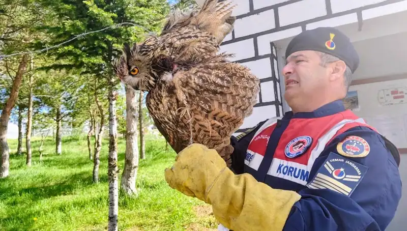 Dikenli Tellere Takılan Puhu, Hayata Döndü: Bir Kuşun Kurtuluş Hikayesi