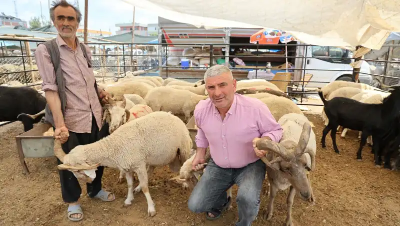 Kurban Pazarında Fırtına Gibi Esti: Dört Boynuzlu Koçlar Ne Kadar Değerli?