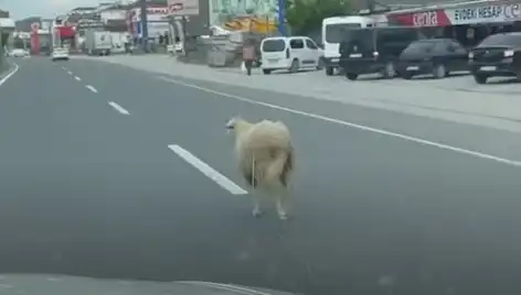 Yalova'da Kaçan Kurbanlıklar Trafiği Felç Etti, Araçlar Durma Noktasına Geldi!