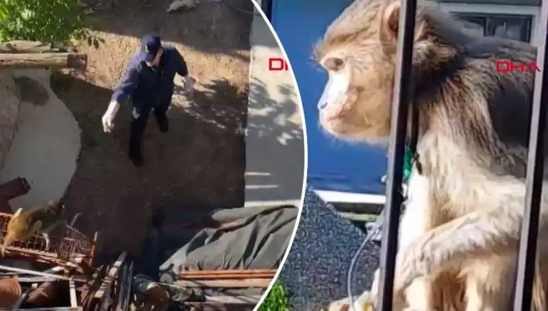 Muğla'da Eşsiz Bir Macera: Maymun Kovalayan Mahalleli!