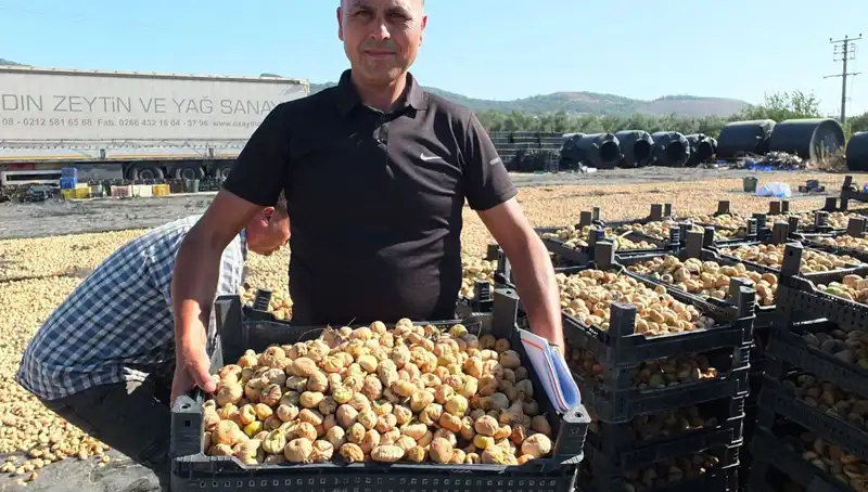 Balıkesir'de Hasat Zamanı: Çin ve Rusya'ya Yılda 10 Milyon Dolar İhracat