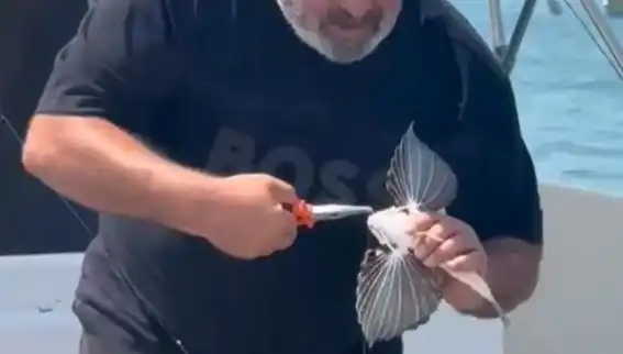 Saros'ta Eşsiz Bir Sürpriz: Nadir Kırlangıç Balığı Oltaya Takıldı