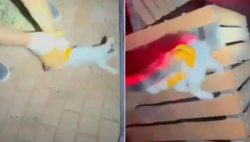 İtfaiyedeki Kahramanlar Gece Yarısı Kediyi Kurtardı!