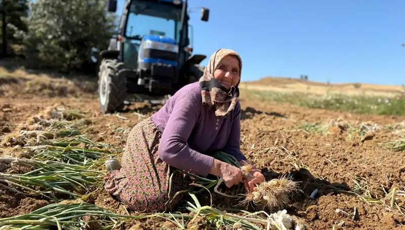 Selenyum Zengini Yer Fıstığı: Tarımda Yeni Trend Göz Dolduruyor