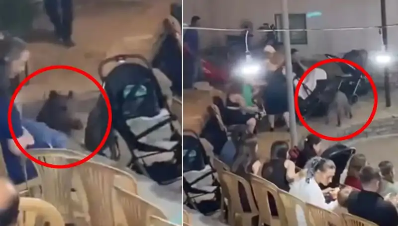 Düğün Töreninin Keyfini kaçıran Yaban Domuzu Olayı
