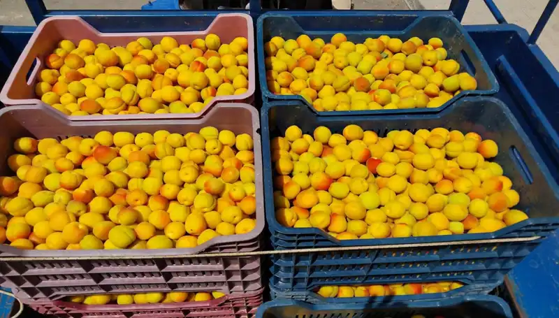 İlk Hasat Yapıldı: Çiftçiler Rekor Fiyatlarla Ürünlerini Satıyor!