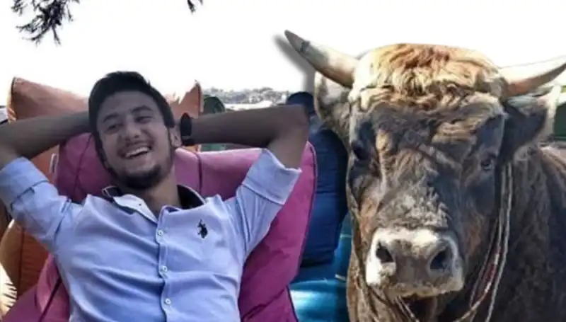Aydın'da Güreş Boğası Sebebiyle Trajik Olay: Hayvan Can Aldı