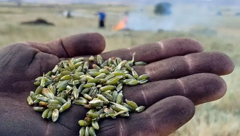 Firik Sezonu Başladı: Lezzetli Sofraların Vazgeçilmezi
