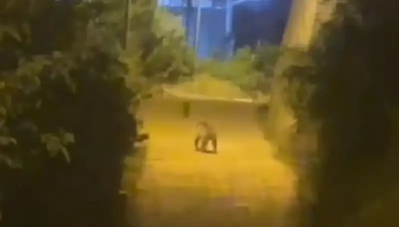 Gümüşhane Şehir Merkezinde Asi Bir Ayı Sürüyor!