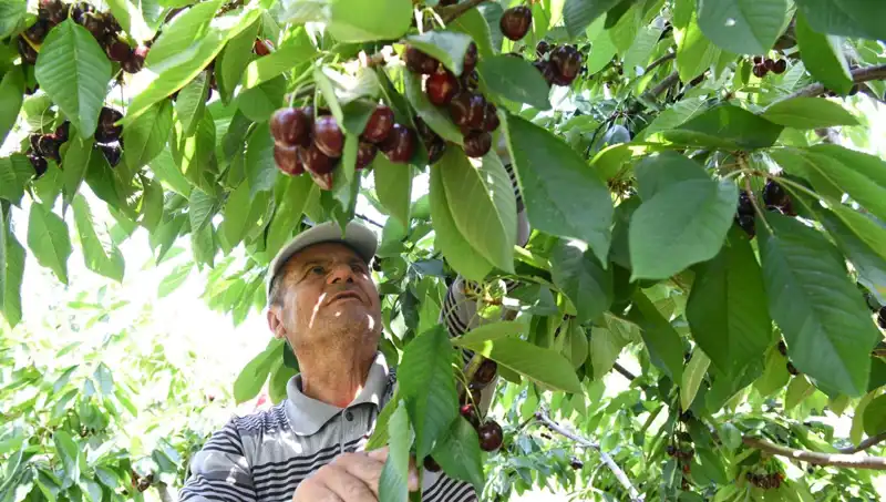 Lapseki'nin Dev Karpuzu: Çay Bardağına Sığmayan Mucize